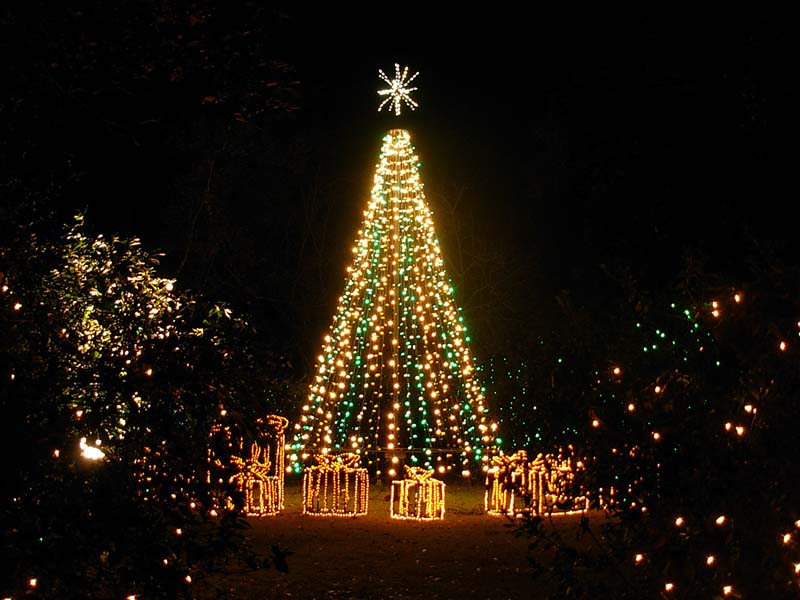 Christmas_Tree-800
